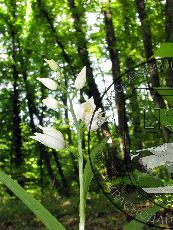 Пыльцеголовник длиннолистный  001